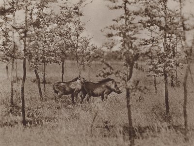 Vårtsvin hemma av Marcuswell Maxwell
